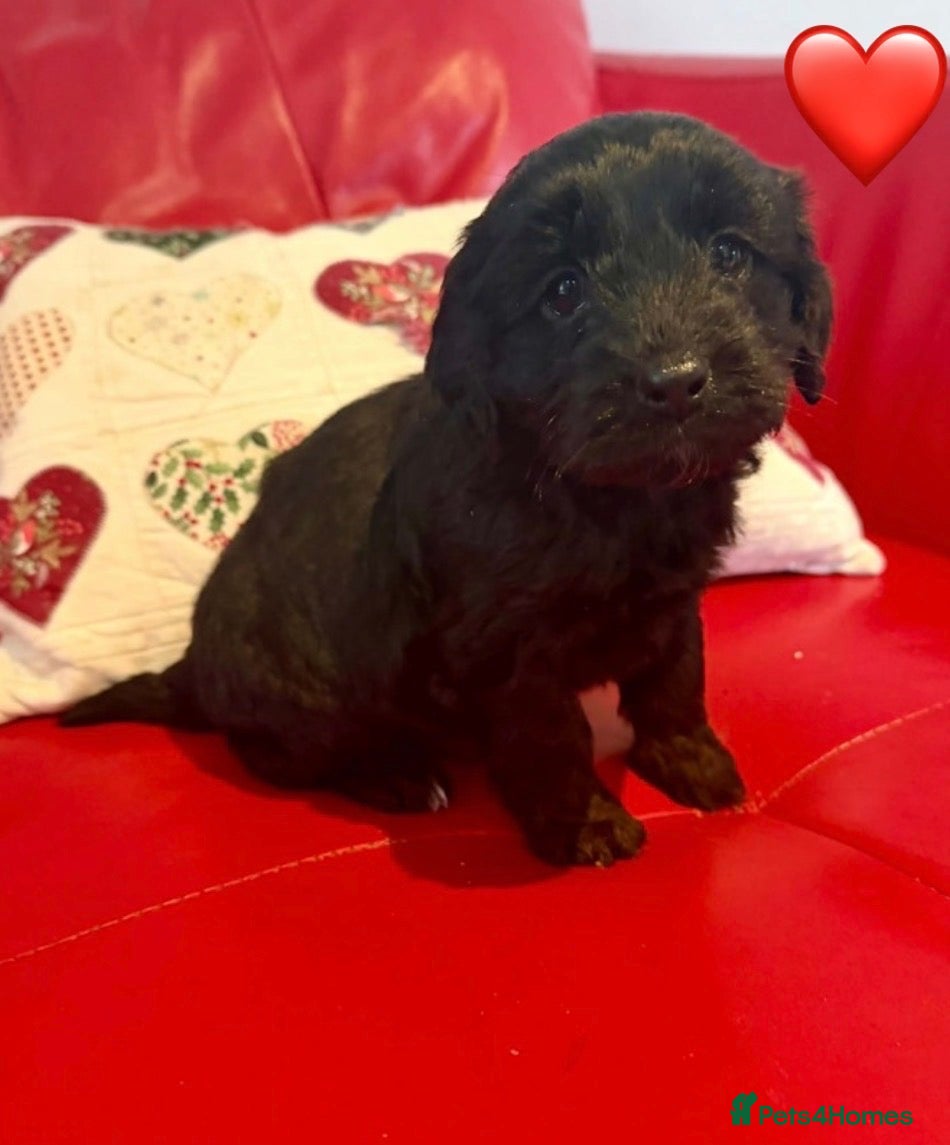 Cockapoo dogs for sale: F2 Cockapoo Puppies. **Last Available** - Advert 20
