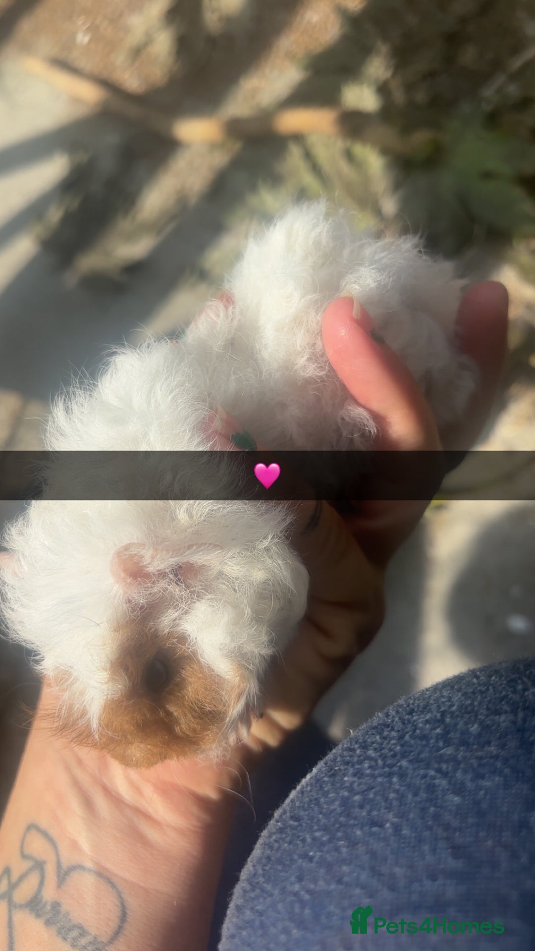 Guinea Pig rodents for sale: Variety of baby Guinea pigs  - Image 2