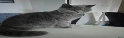 British Shorthair cats for sale: 💙 LAST BLUE BRITISH SHORTHAIR BOY AVAILABLE 💙 - Advert 9