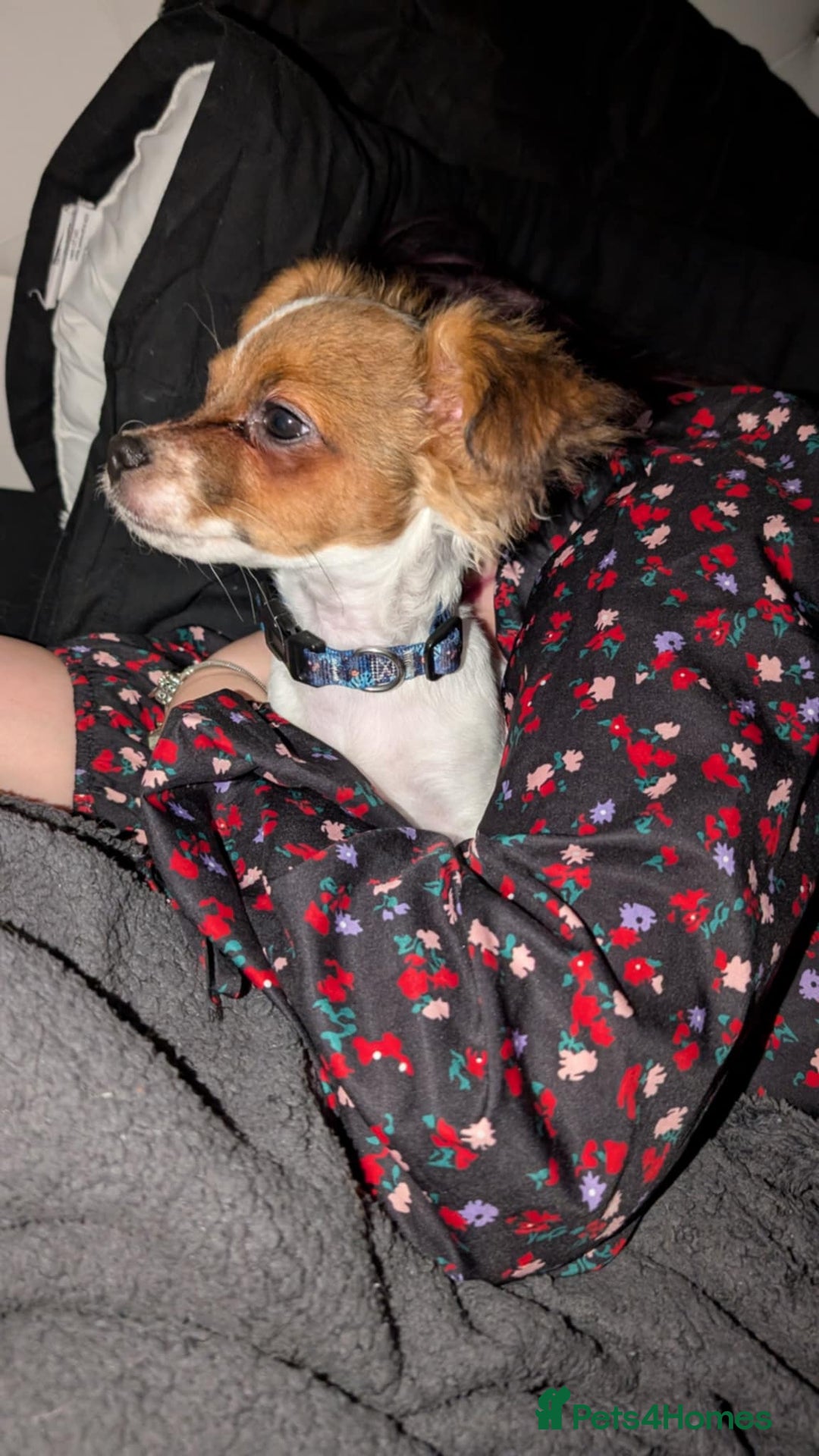 Mixed Breed dogs for sale: Gorgeous chihuahua x Jack russel for sale  - Image 8