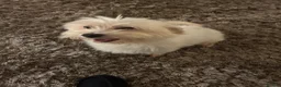 Coton De Tulear dogs for sale: Coton de Tulear puppies  - Advert 2