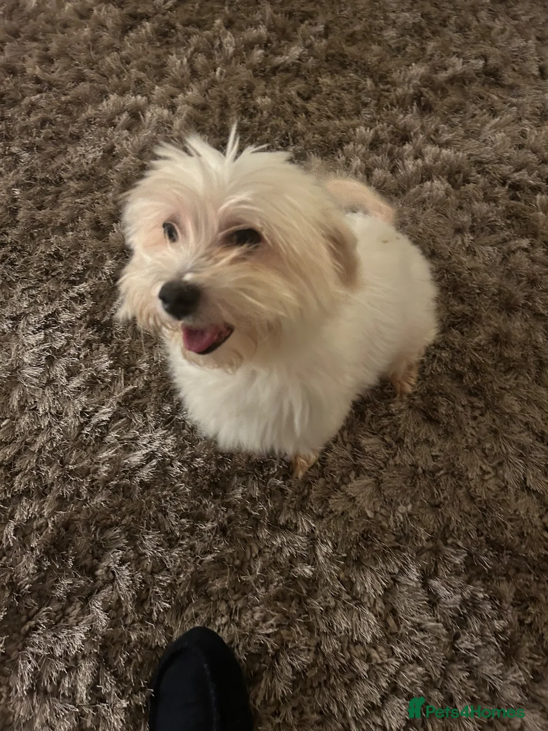 Coton De Tulear dogs for sale: Coton de Tulear puppies  - Advert 2