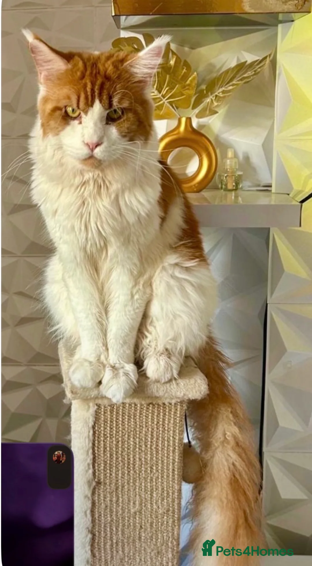 Maine Coon cats for stud: GCCF Registered MAINECOON for STUD IN MANSFIELD. - Advert 3