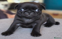 Pug dogs for sale: Chunky pug pups - Image 4