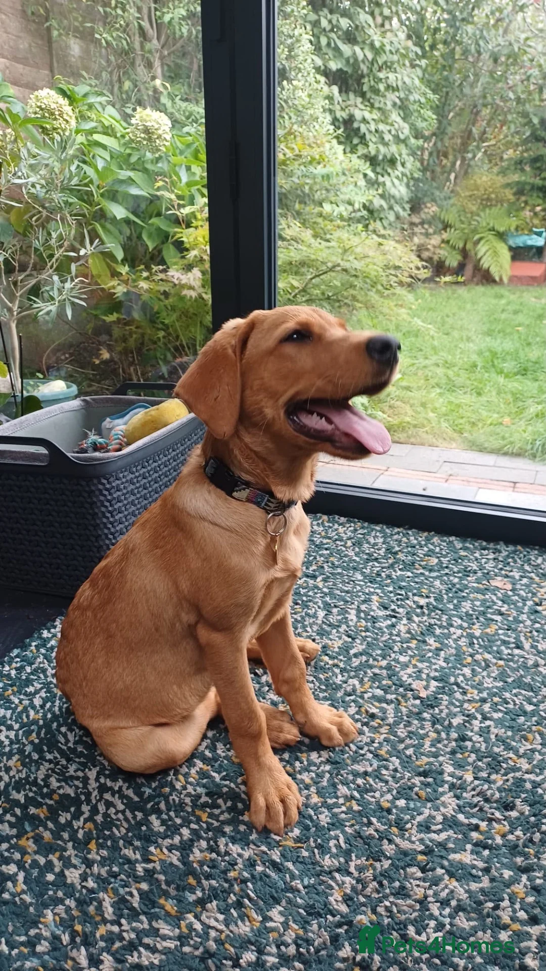 Labrador Retriever dogs for sale: Fox Red Labrador Puppy - Advert 14