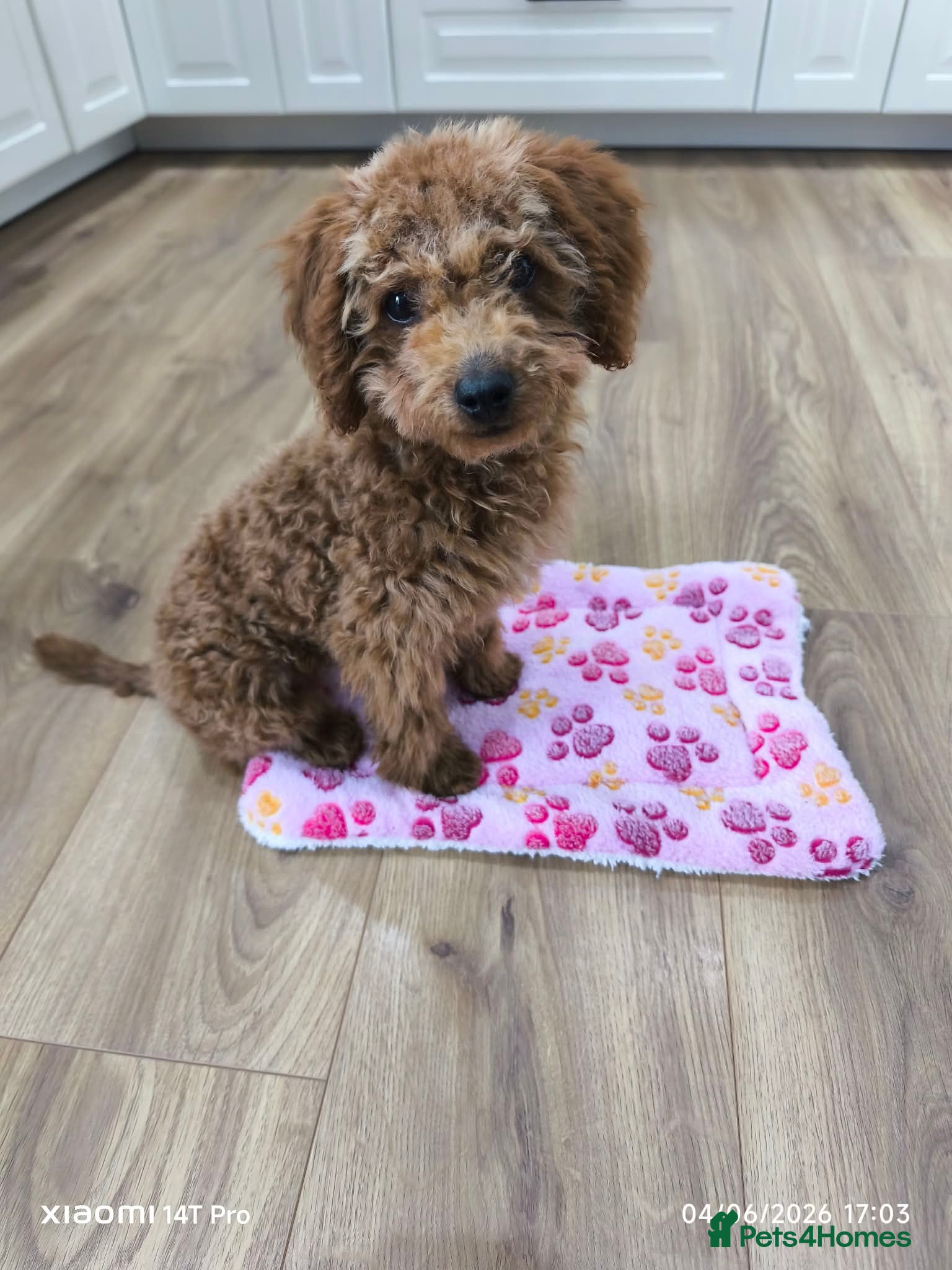 Toy Poodle dogs Molly  - Advert 11