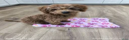 Toy Poodle dogs for sale: Molly  in Swadlincote - Advert 1