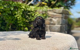 Cocker Spaniel dogs for sale: Black Tan and Chocolate Tan Show Cocker Spaniels  - Image 6