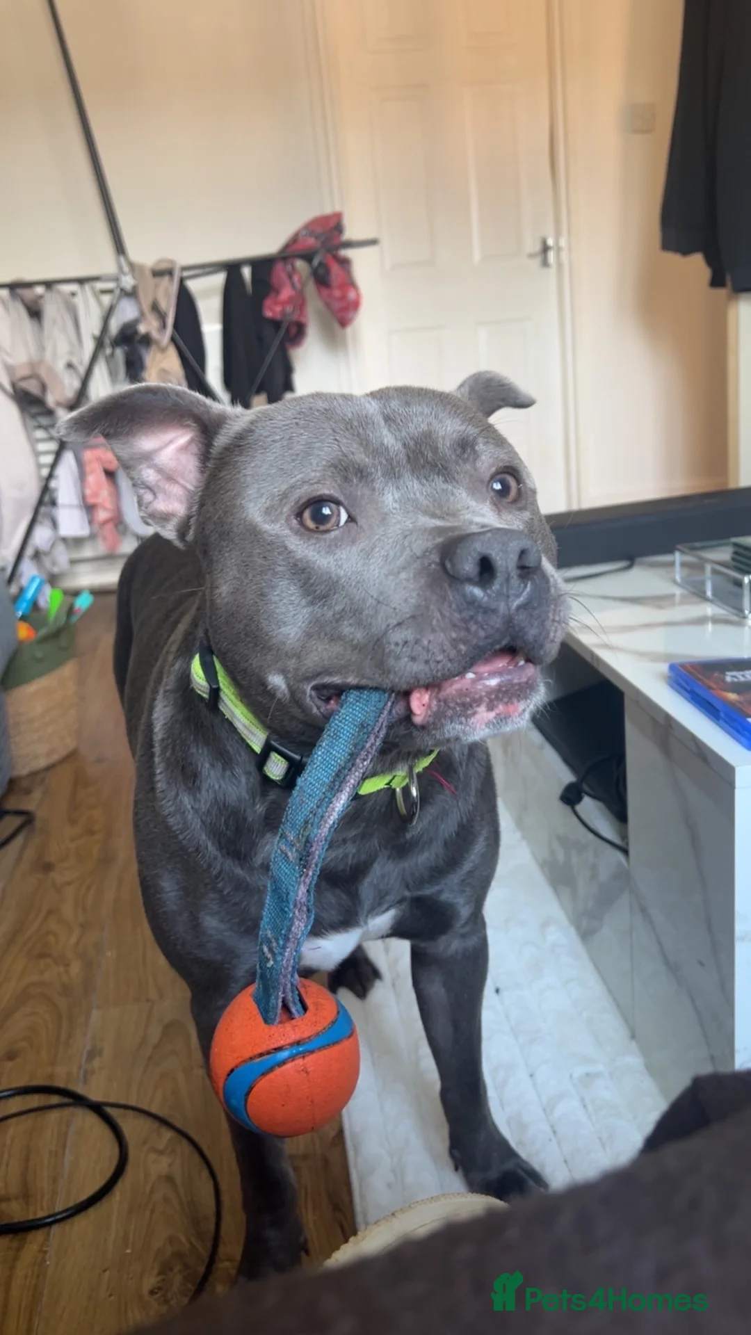 Staffordshire Bull Terrier dogs for sale: Monty (Blue staffy) in Maidenhead - Advert 2