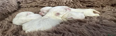 Maltese 3