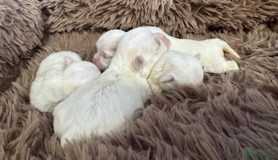 Maltese dogs for sale: Korean Maltese  - Advert 11