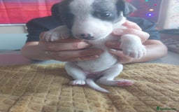 Whippet dogs for sale: Whippet Puppies - Image 16