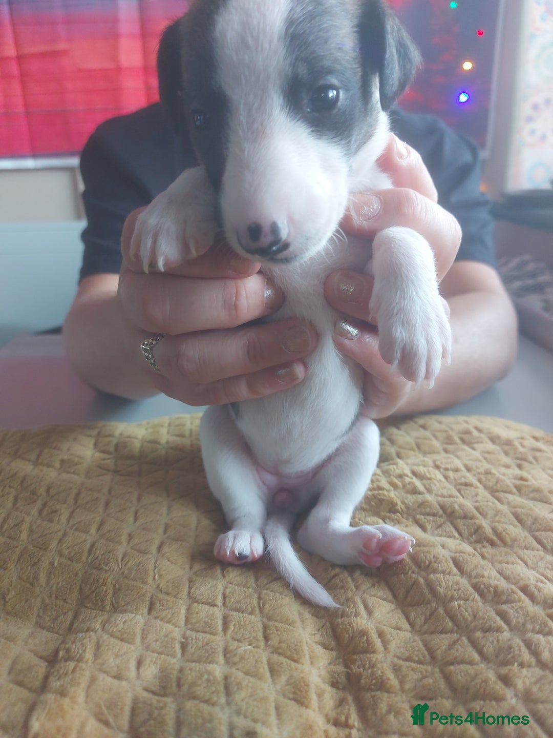 Whippet dogs for sale: Whippet Puppies - Image 16