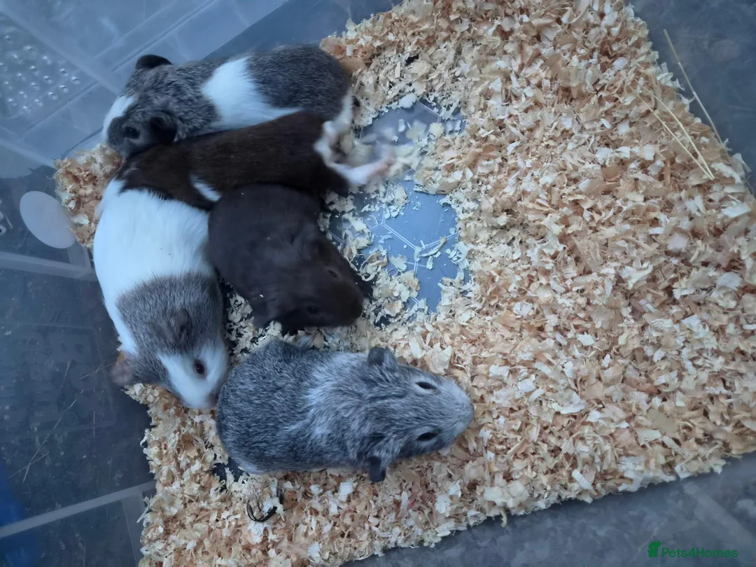 Guinea Pig rodents for sale: 5 baby male guinea pigs for sale £25 each  in Manchester - Advert 9