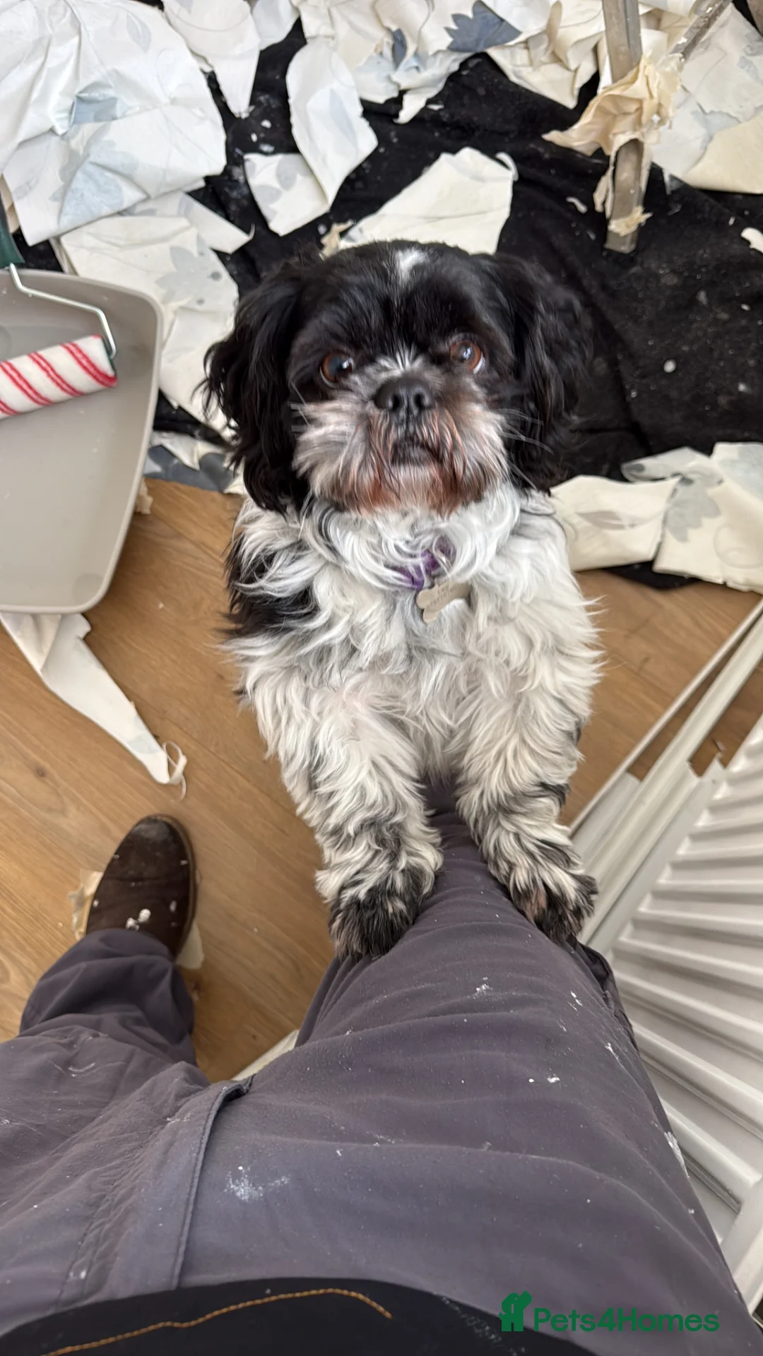 Shih Tzu dogs for stud: Shih Tzu for stud! - Advert 2