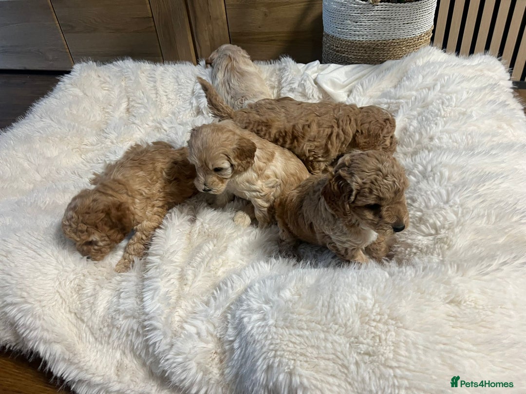 Cockapoo dogs for sale: Six Little Cockapoo Stars Ready to Shine   - Image 6