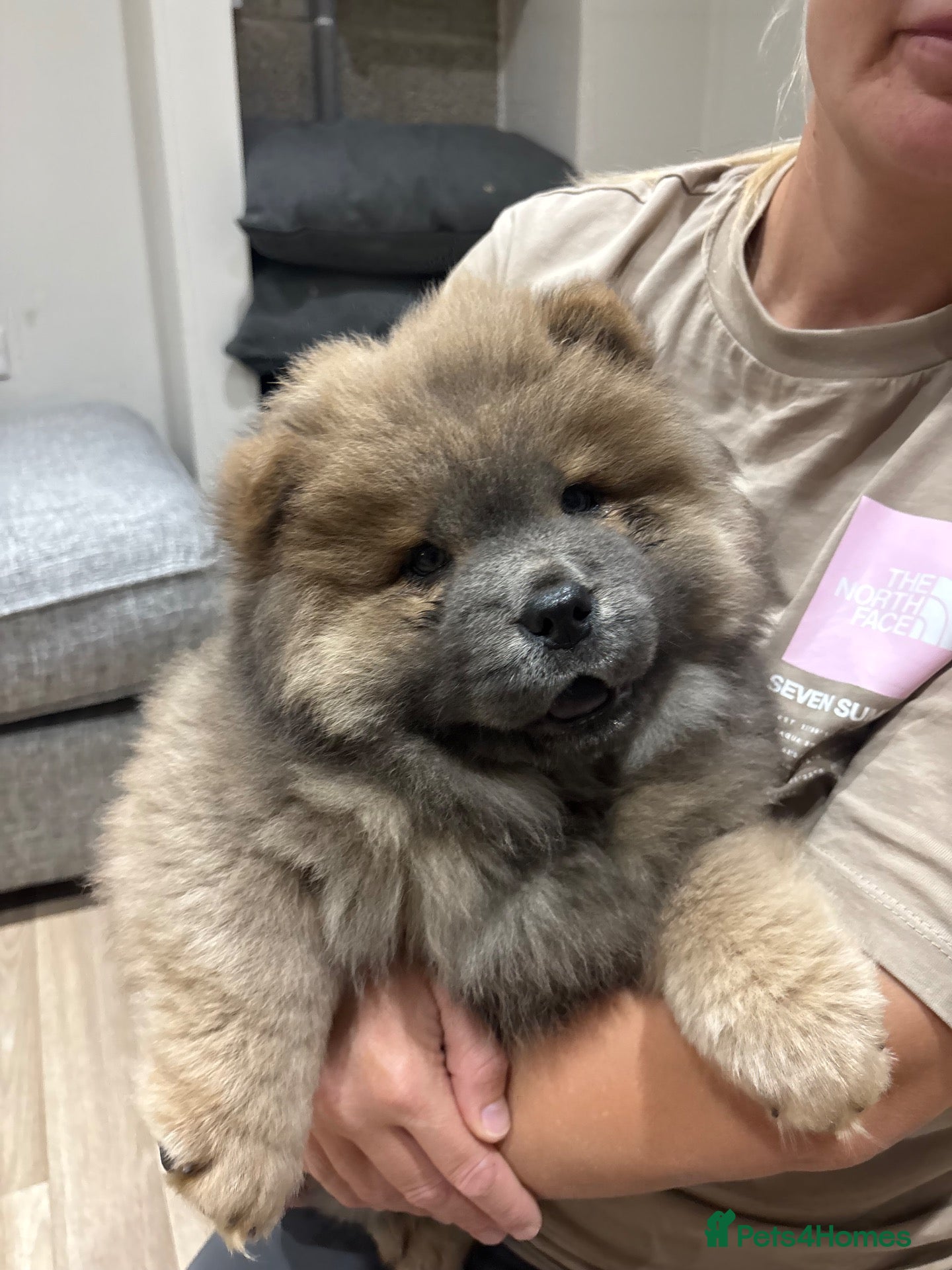 Chow Chow dogs Chow Chow Puppies looking Forever Homes 🐾 - Advert 6