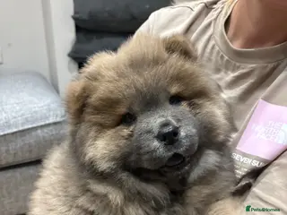Chow Chow dogs Chow Chow Puppies looking Forever Homes 🐾 - Advert 6