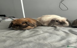 Mini Lop rabbits for sale: 2 female 1 male to be rehomed  - Image 5
