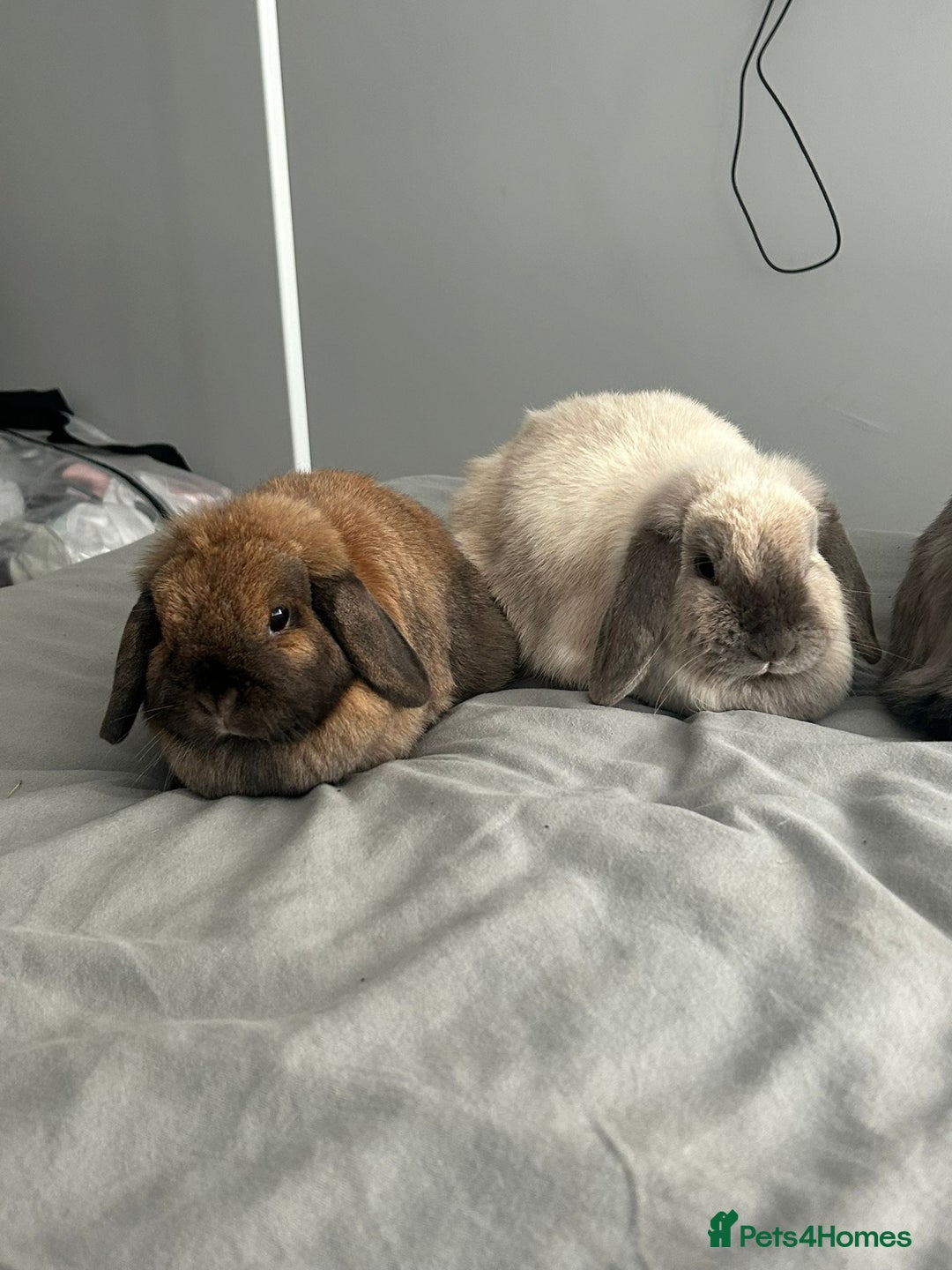 Mini Lop rabbits for sale: 2 female 1 male to be rehomed  - Image 5