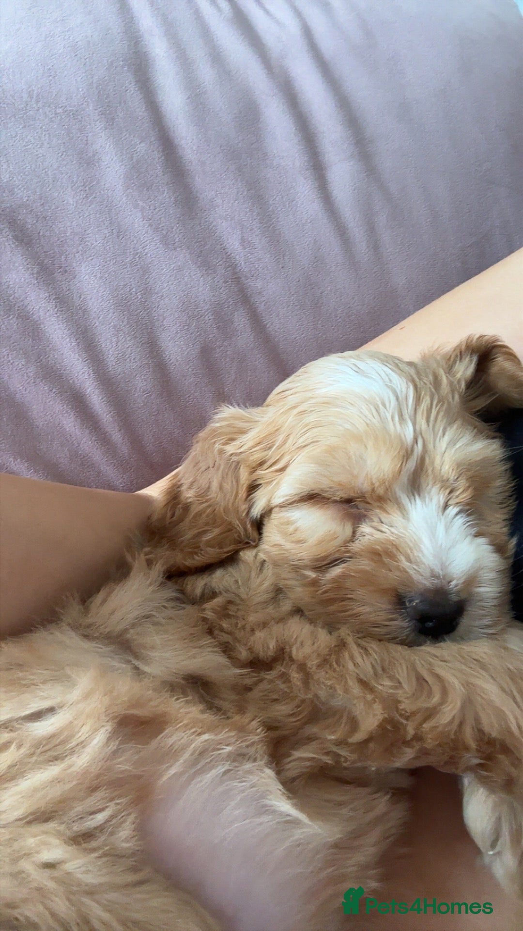 Cockapoo dogs for sale: This is Bonnie she is a female.  - Advert 14