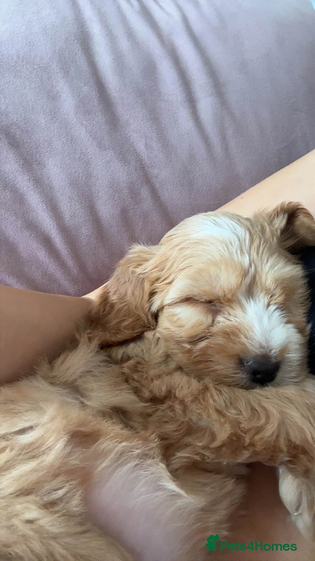 Cockapoo dogs for sale: This is Bonnie she is a female.  in Treorchy - Advert 1