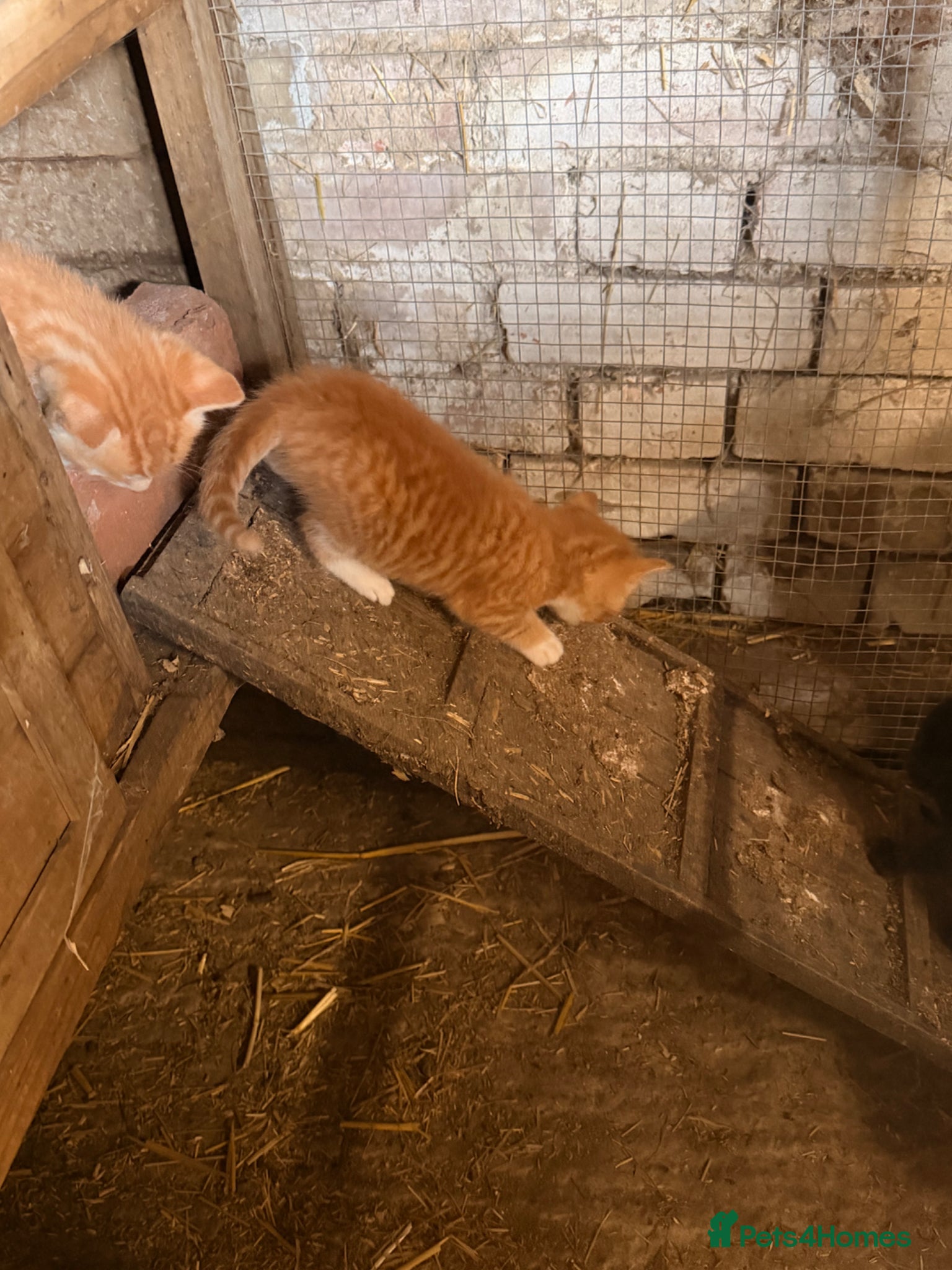 Mixed Breed cats for sale: Ginger kittens (part Bengal) - Advert 6
