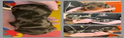 Miniature Dachshund dogs for sale: KC Mini Dachshund Silver Dapple Brindle Puppies  in Umberleigh - Advert 4