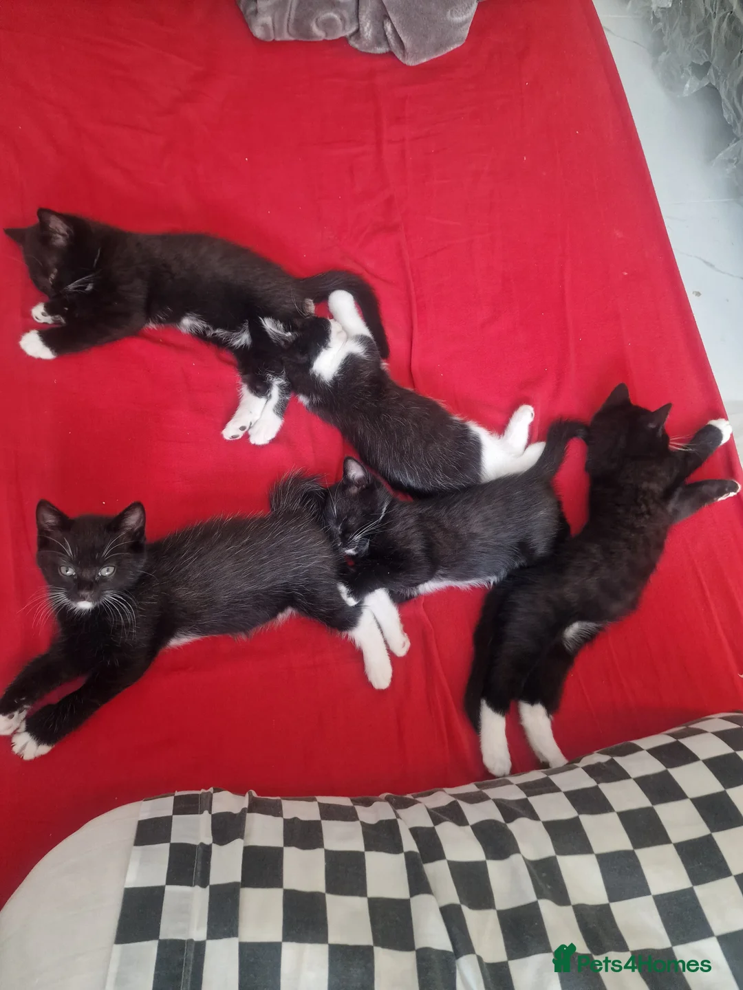 British Shorthair cats for sale: Of British  in Feltham - Advert 2