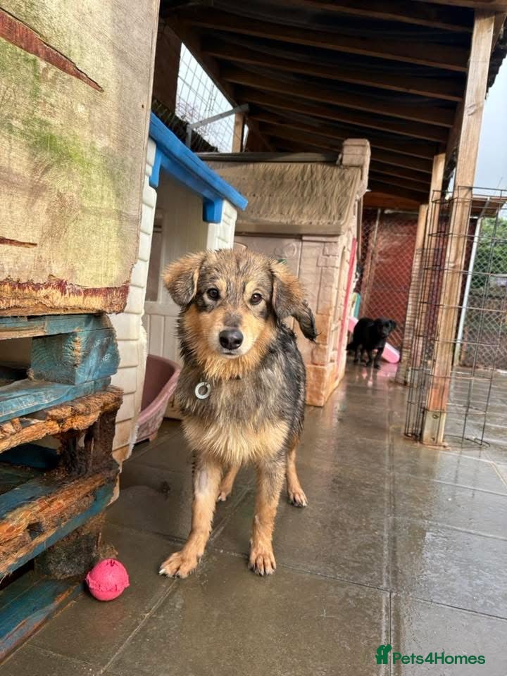 Mixed Breed dogs Dave - Norwich Norfolk  - Advert 1