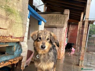 Mixed Breed dogs Dave - Norwich Norfolk - Advert 3