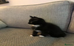 Ragdoll cats for sale: Ragdoll mix beautiful kittens  - Image 11