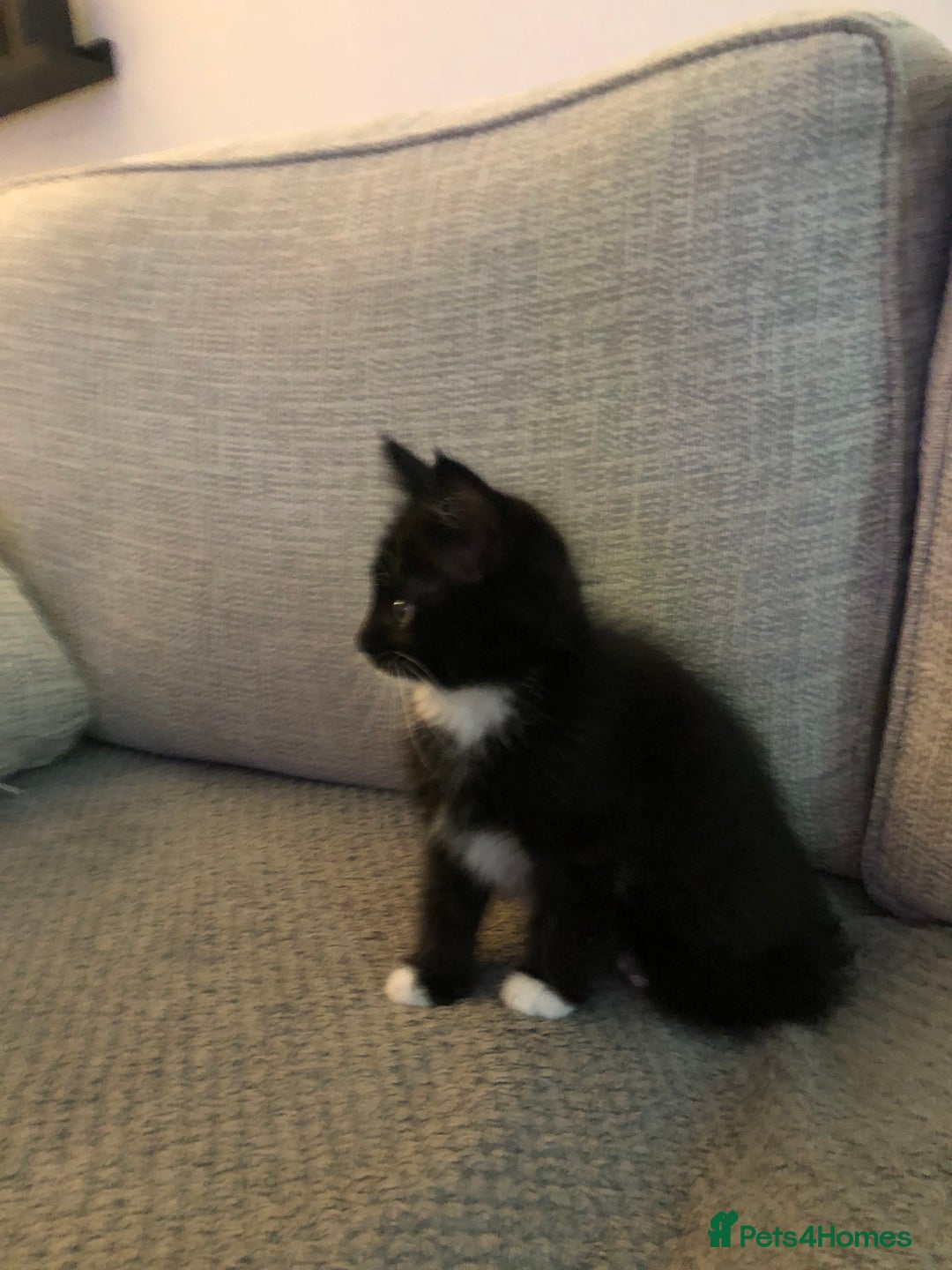Ragdoll cats for sale: Ragdoll mix beautiful kittens  - Image 11