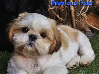 Shih Tzu dogs 💞 PURE STANDARD SHIH TZU 💕 - Advert 4