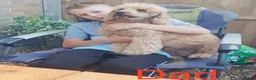 Labradoodle dogs for sale: Labradoodle Fox Red ♥️ - Advert 21
