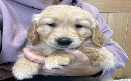 Golden Retriever dogs for sale: Beautiful Chunky KC Golden Retriever Puppies - Image 9