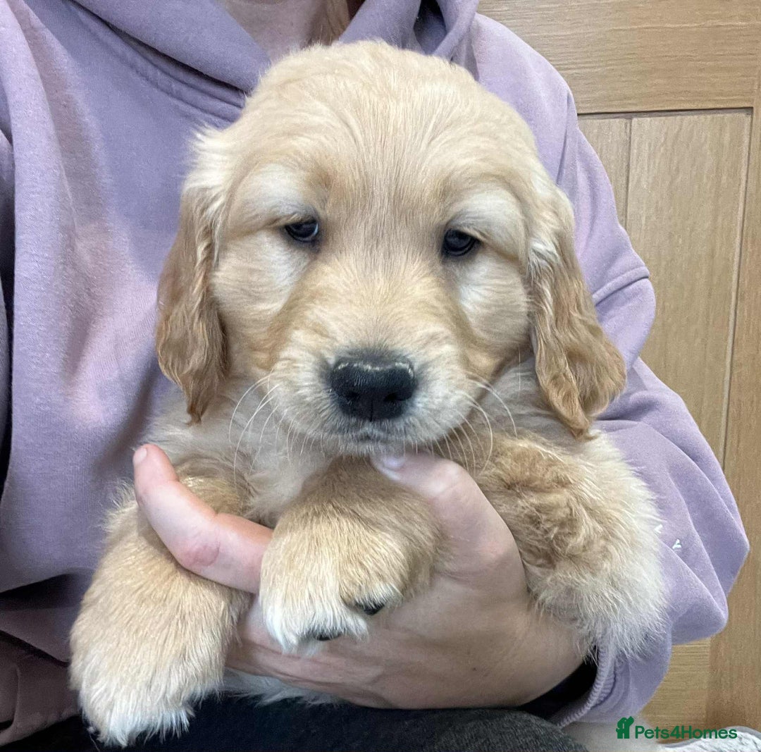 Golden Retriever dogs for sale: Beautiful Chunky KC Golden Retriever Puppies - Image 9