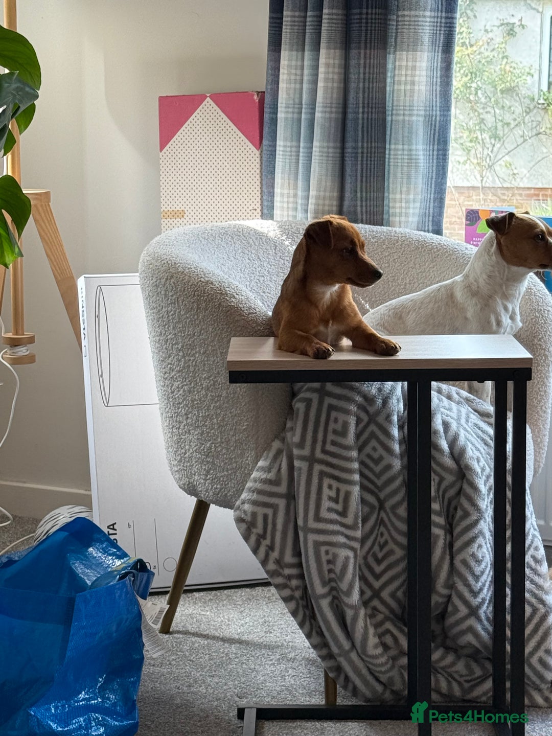 Jack Russell dogs for sale: Gorgeous Jack Russell Puppies - Image 35