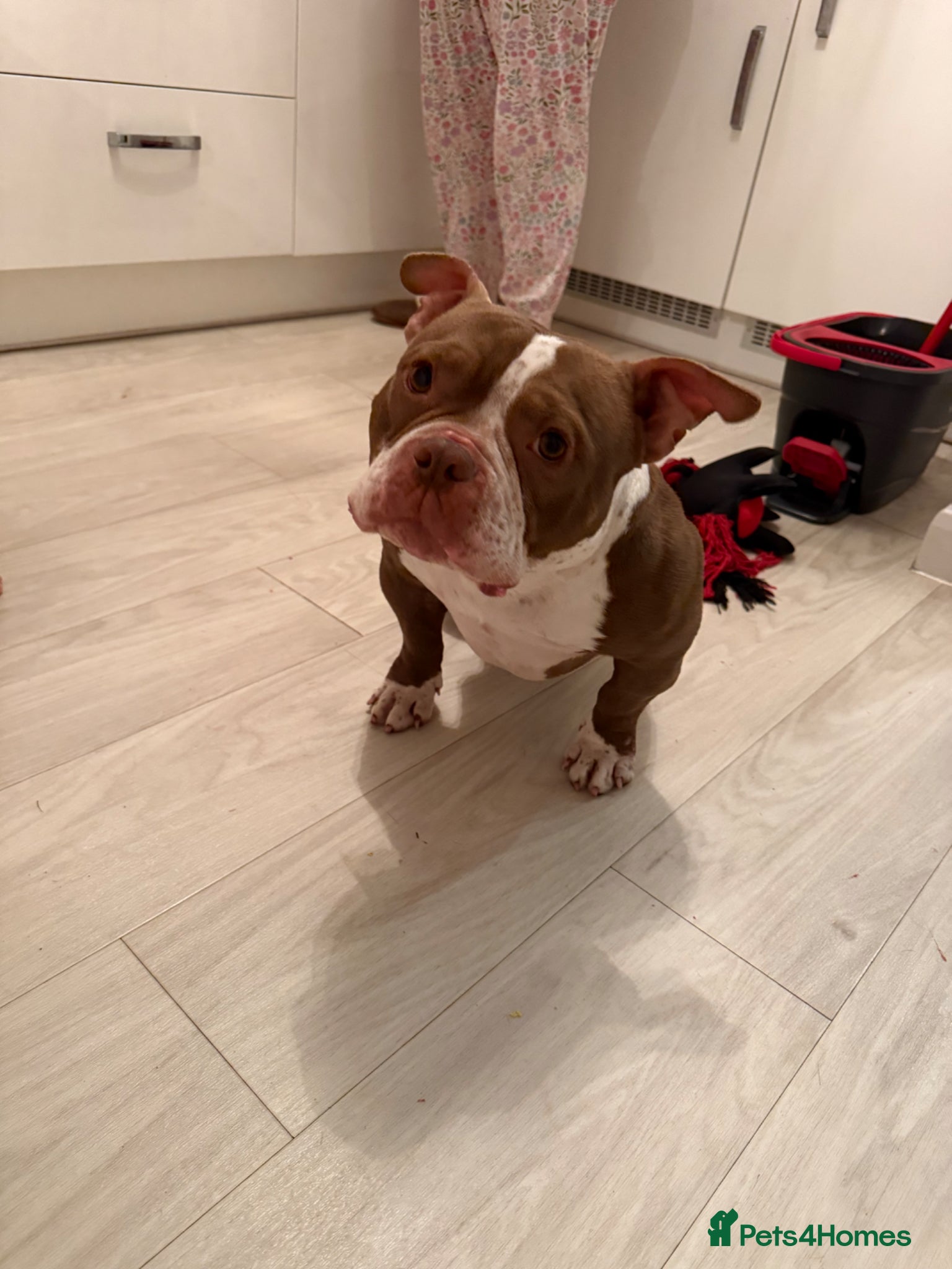 American Bully dogs Micro bully  - Advert 1