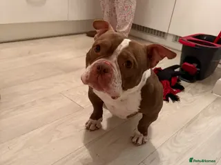 American Bully dogs Micro bully - Advert 1