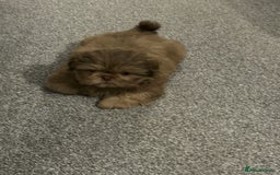 Shih Tzu dogs for sale: Shih tzu male puppy  - Image 2