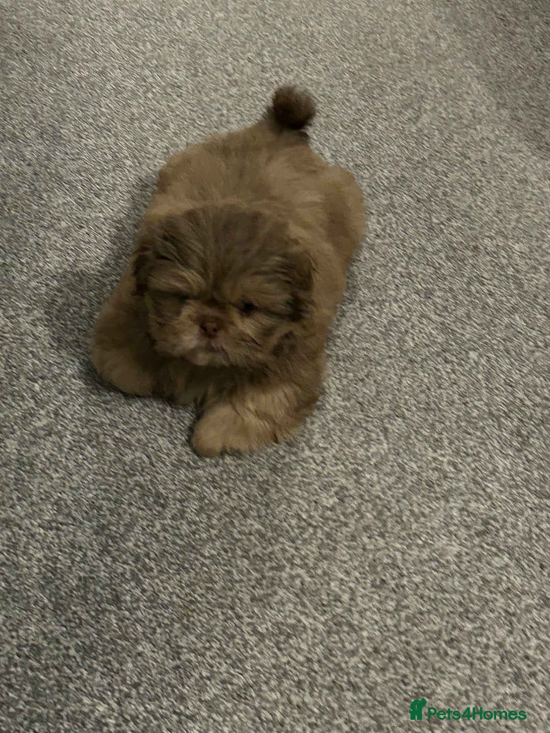 Shih Tzu dogs for sale: Shih tzu male puppy  - Image 2