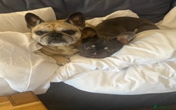 French Bulldog dogs for sale: 1 year old French bulldog - Image 7