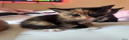 Mixed Breed cats for sale: 3 Beautiful Girls Looking for Their Forever Home in Gillingham - Advert 4