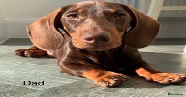 Dachshund dogs - Advert 2