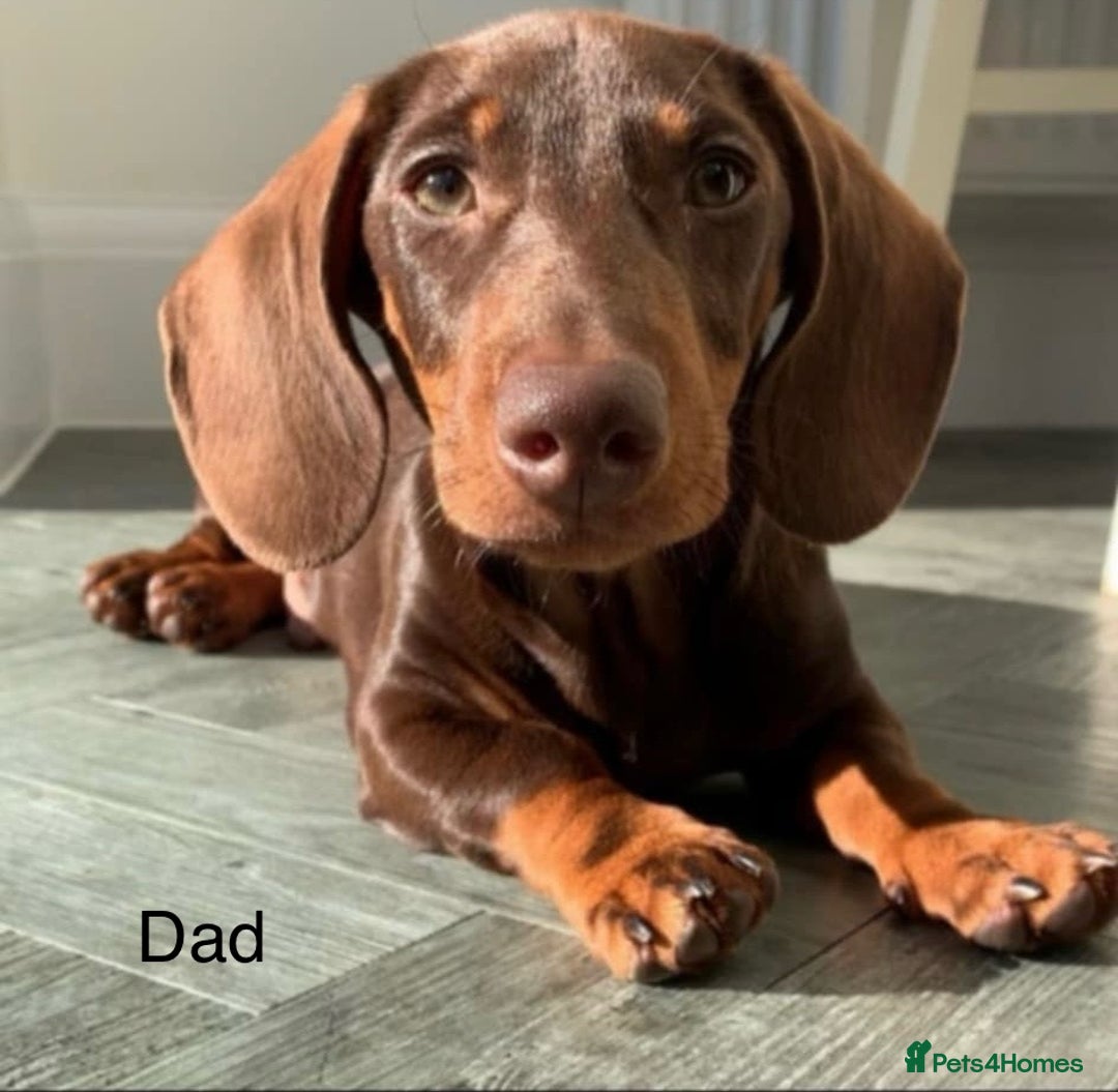 Dachshund dogs for sale: dachshund puppies  - Image 3