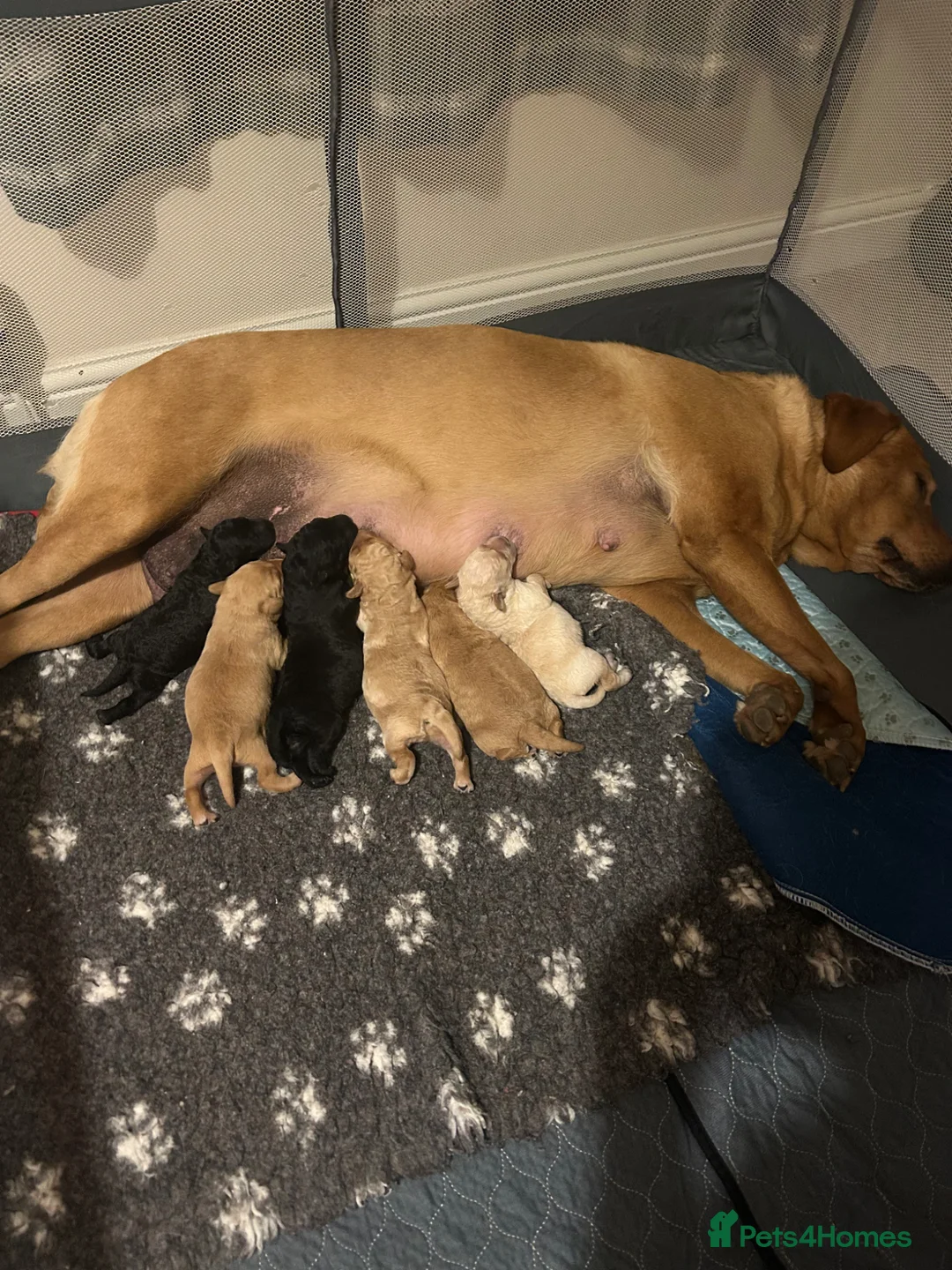 Labradoodle dogs for sale: READY TO GO, f1 labradoodle pups, health tested - Advert 2