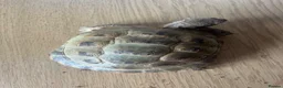 Tortoise reptiles for sale: Horsefield tortoise(s) for sale in Stirling - Advert 5