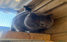 British Shorthair cats for sale: Beautiful kittens  - Image 18