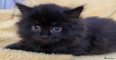 Siberian cats - Advert 12